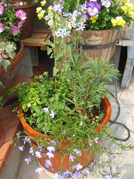 IMG_0046c.JPG