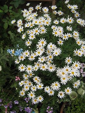IMG_0744c.JPG
