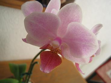 IMG_3530c.JPG