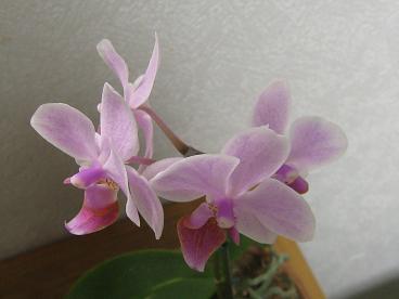 IMG_3551c.JPG
