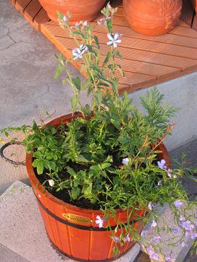 IMG_4614c.JPG
