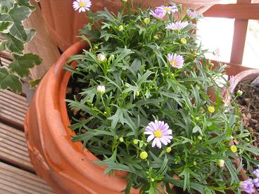 IMG_4715c.JPG