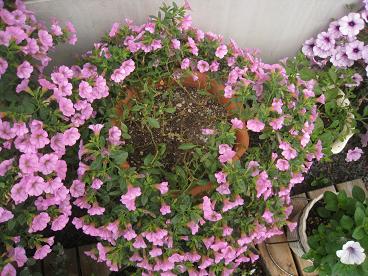 IMG_8961c.JPG