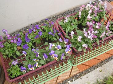 IMG_9758c.JPG