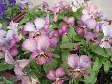 IMG_9759c.JPG