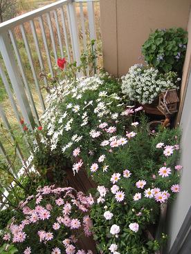 IMG_9866c.JPG