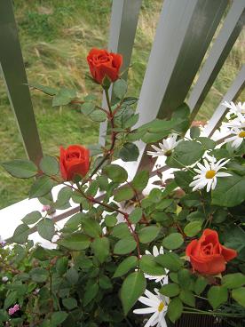 IMG_9873c.JPG