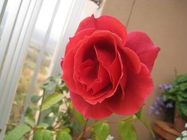 IMG_9875c.JPG