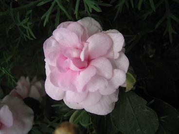 IMG_9876c.JPG