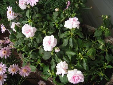 IMG_9877c.JPG
