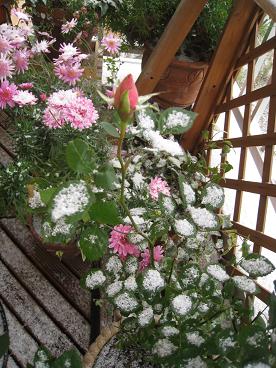 IMG_9895c.JPG