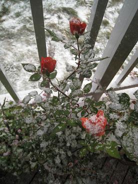 IMG_9900c.JPG