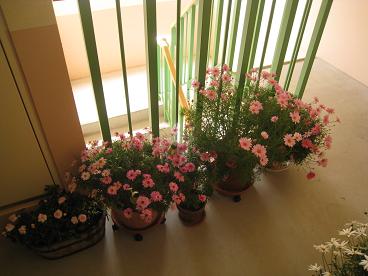 IMG_9911c.JPG