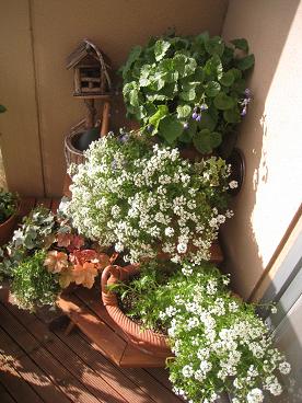 IMG_9923c.JPG